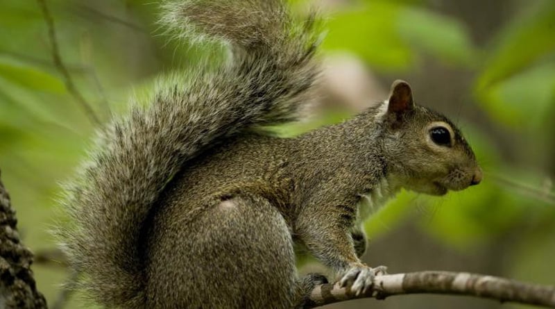 Squirrels are recruited in police force in Chinese province | Sangbad Pratidin