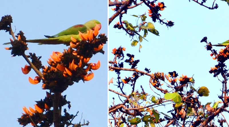 Bird festival in North Bengal massive hit among tourists | Sangbad Pratidin