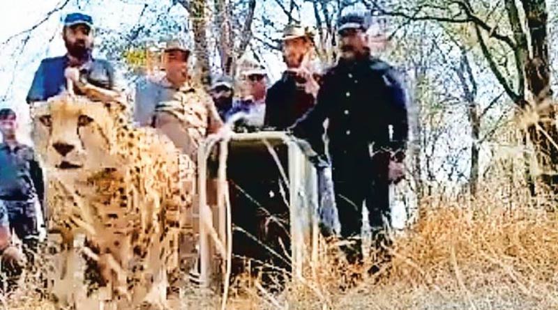 2 Namibian cheetahs released into the wild in Kuno। Sangbad Pratidin