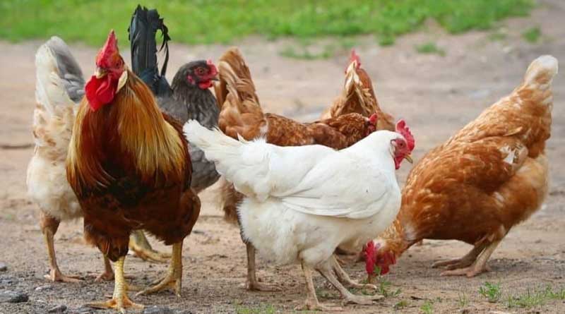 Is chicken an animal, Gujarat HC mulls over meat of the matter। Sangbad Pratidin
