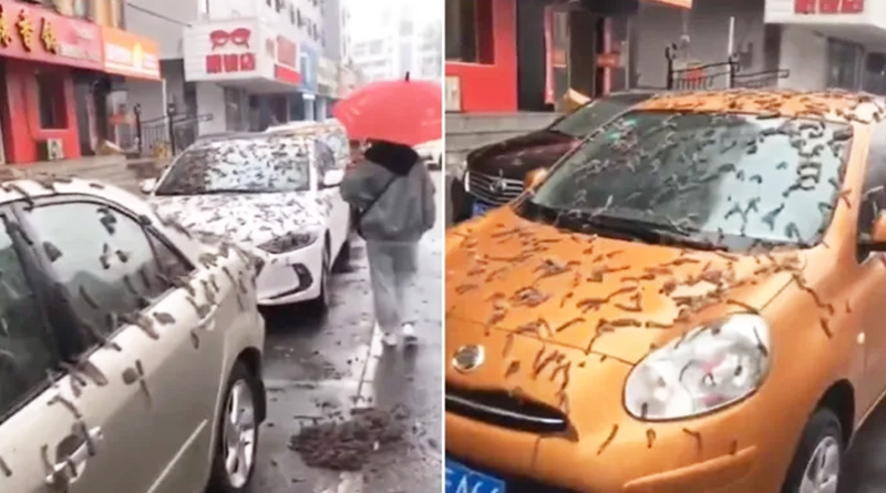 Bizarre viral video of worms rain of China | Sangbad Pratidin