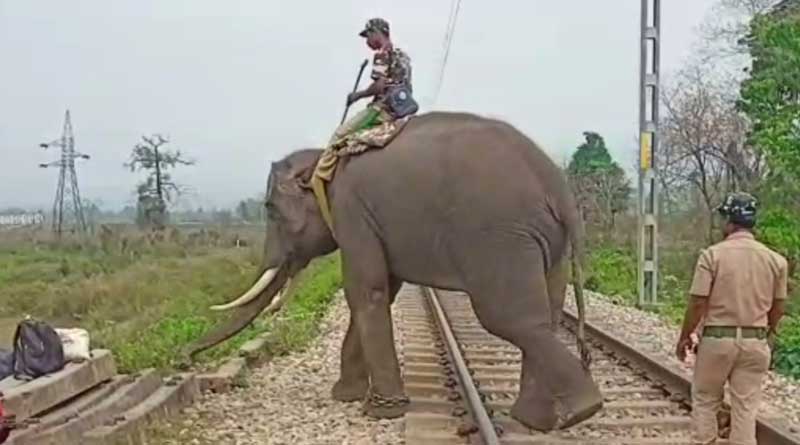 Censors will be introduced at Dooars railway track to check death of elephants | Sangbad Pratidin
