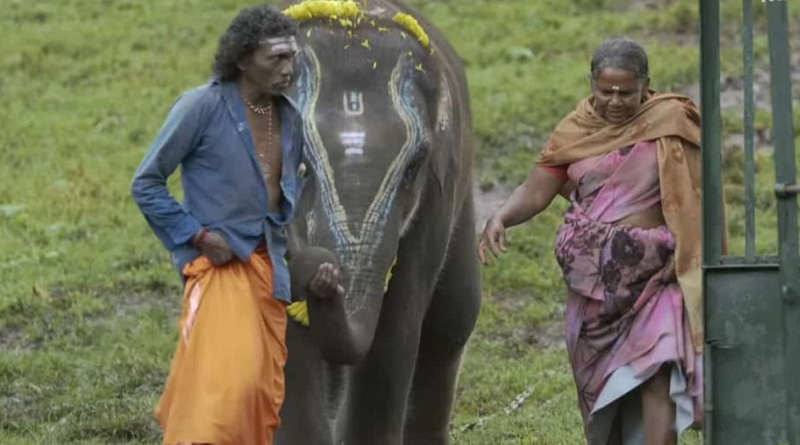 Tourist throng to see baby jumbo from Oscar winning Elephant Whisperers |Sangbad Pratidin