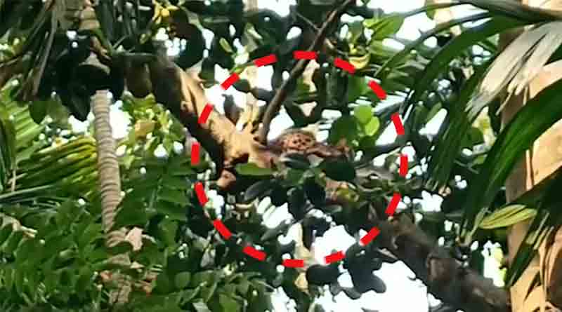 Fishing Cat mistaken as Leopard in Dhupguri | Sangbad Pratidin