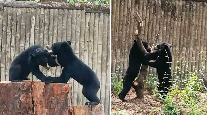 Two Himalayan bears saved during poaching in Bangladesh brought to New Alipur zoo | Sangbad Pratidin