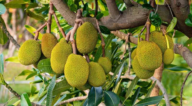 Agriculture News: here are the tips of specialists to take care of jackfruit cultivation | Sangbad Pratidin