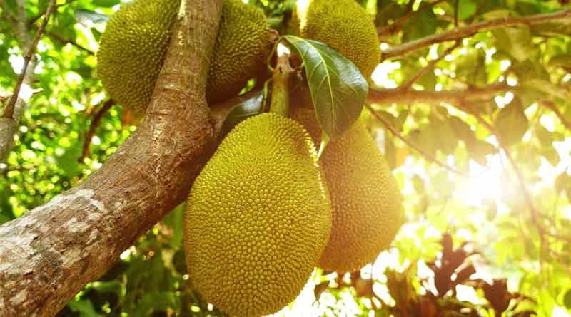 Here are some tricks to cultivate jackfruit । Sangbad Pratidin