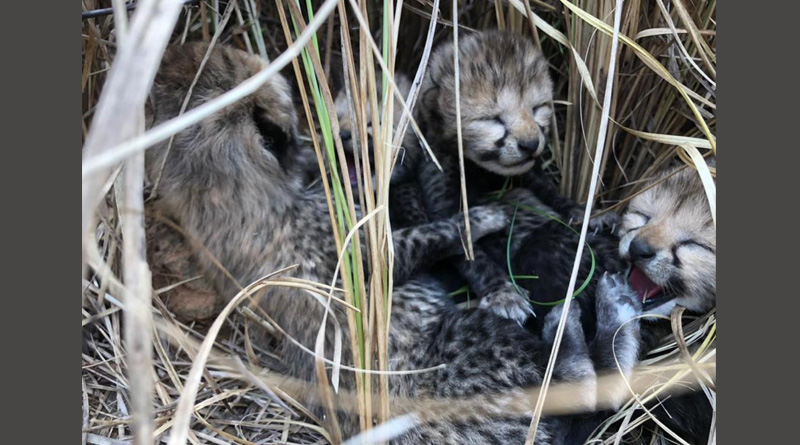 Namibian cheetah gives birth to 4 cubs at Kuno National Park of Madhya Pradesh | Sangbad Pratidin