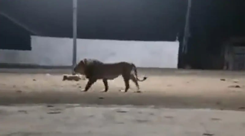 A viral video shows a pack of dogs chasing away a lion in Gujarat | Sangbad Pratidin