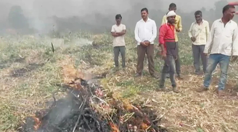 This Maharashtra Farmer Burns Own Onion Crop After Not Getting Right Prices | Sangbad Pratidin