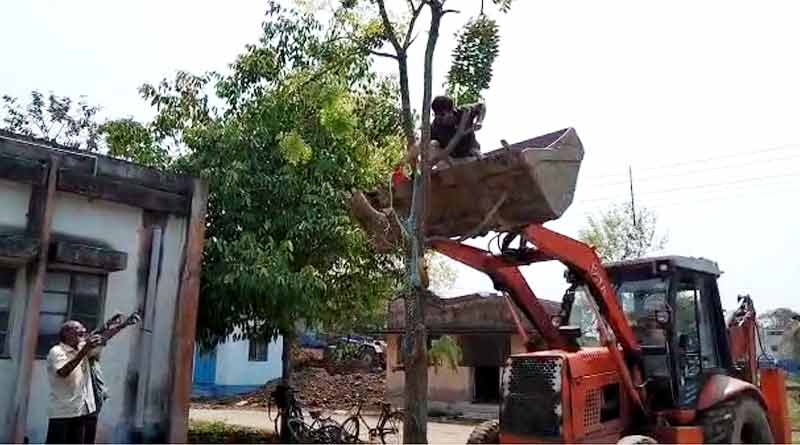 Mahogany tree moved to 50 meters without cutting in Ranaghat Hospital । Sangbad Pratidin