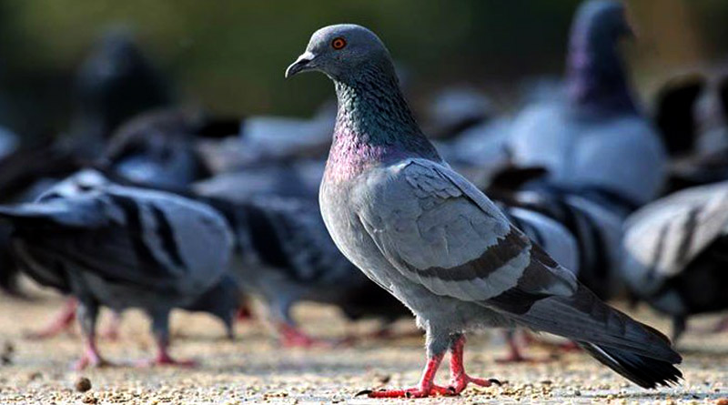 Now Thane Municipal Corp warns against feeding pigeons | Sangbad Pratidin