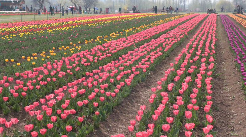 Asia's largest garden of tulips, spring flowers opens for visitors in Srinagar| Sangbad Pratidin