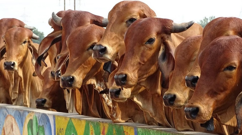 UP truck driver carrying cows, shot in Uttar Pradesh | Sangbad Pratidin