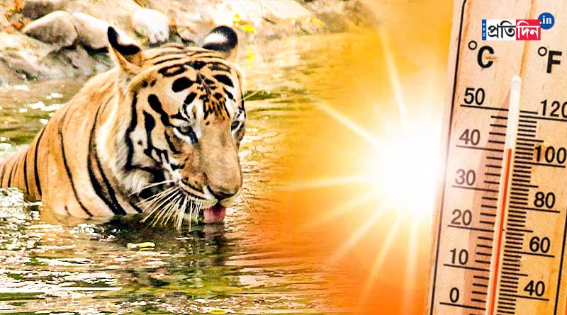 জলেই পরিত্রাণের খোঁজ বাঘ বাবাজির! চৈত্রের দাবদাহে নাজেহাল চিড়িয়াখানার আবাসিকরা