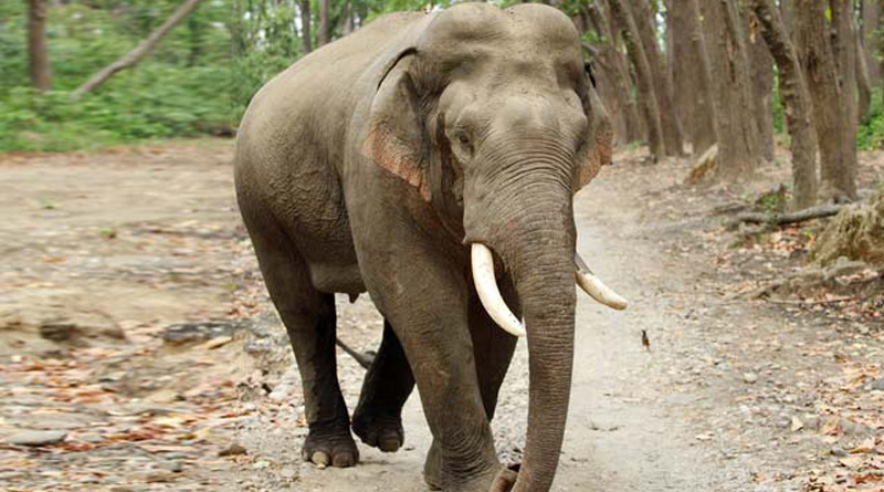 An Elephant died due to excess heat and scarcity of drinking water in Odisha forest | Sangbad Pratidin