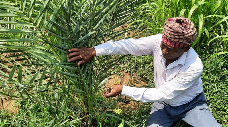 Katwa Farmer cultivates dates UAE | Sangbad Pratidin