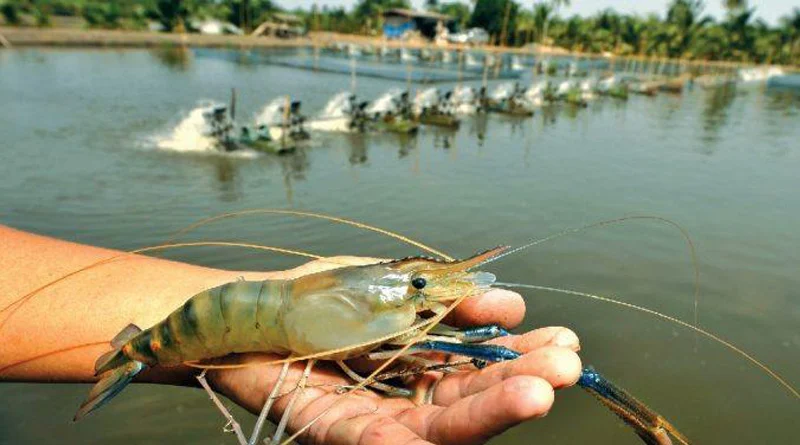 Huge amount of prawns stolen at Sandeshkhali, Kolkata Police investigates | Sangbad Pratidin