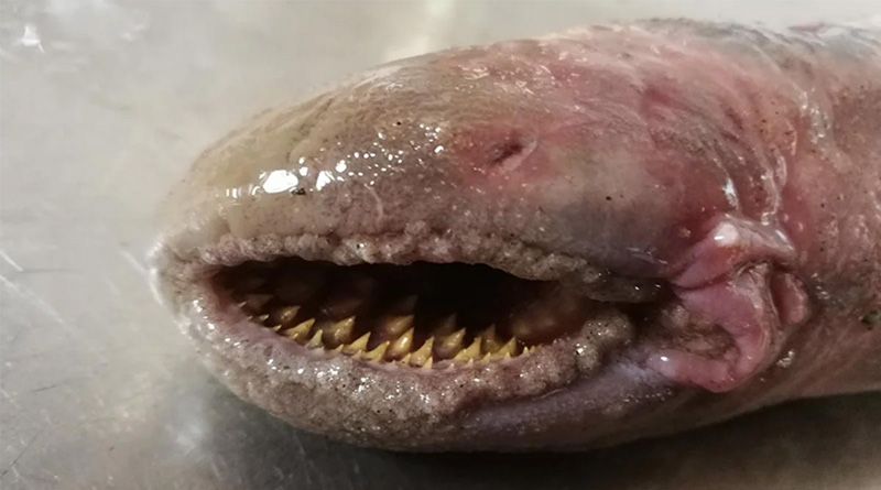 This Blood-Sucking Fish With Rows Of Teeth Spotted On A Beach of Netherlands | Sangbad Pratidin