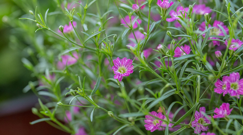 How to Grow and Care for gypsophila flower| Sangbad Pratidin