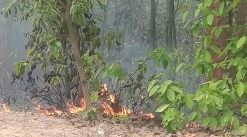 Massive fire in a forest in Durgapur | Sangbad Pratidin