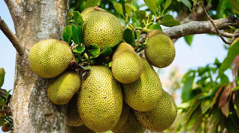 Take a look at ways to protect jackfruit from pests । Sangbad Pratidin