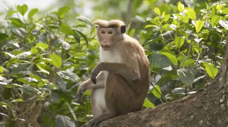 Sri Lanka confirmed China's request for importing 1,00,000 endangered monkeys। Sangbad Pratidin