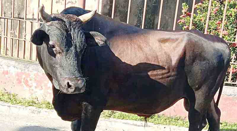 Bull attacks constable at Purba Midnapur for taking away cows | Sangbad Pratidin