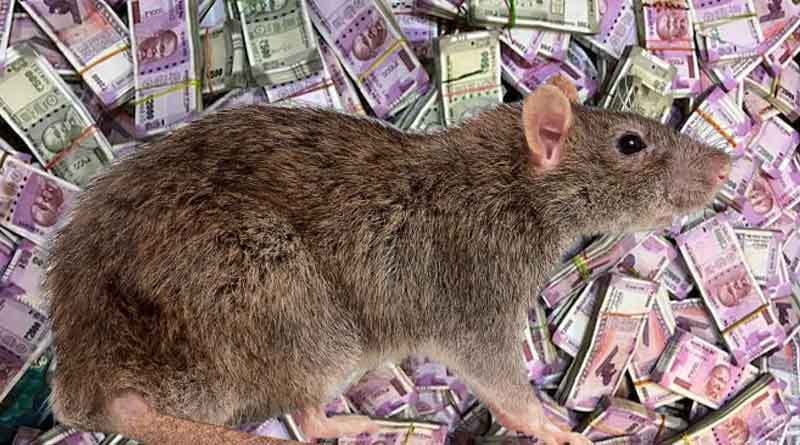 Rat steals cash from grocery shop in Tamluk । Sangbad Pratidin