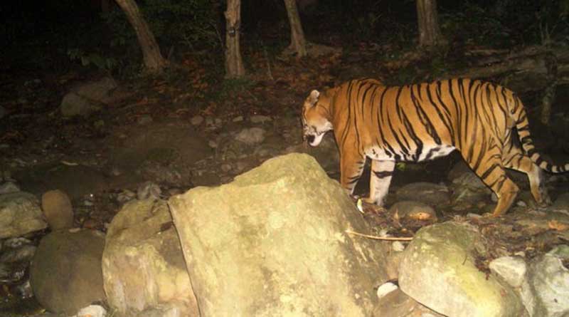 Mahananda Wildlife Sanctuary: দু’দশক পর মহানন্দা অভয়ারণ্যে রয়্যাল বেঙ্গল টাইগারের দেখা, উচ্ছ্বসিত বন্যপ্রাণপ্রেমীরা
