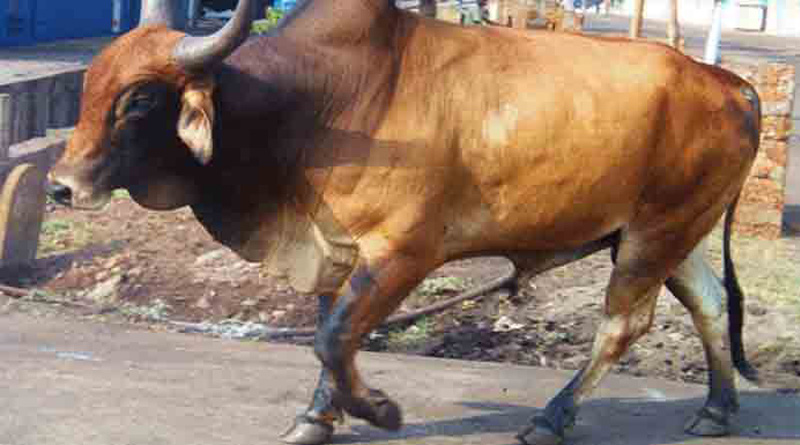 TMC leader accused of stealing bull in East Bardhhaman | Sangbad Pratidin