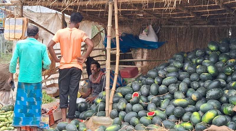 Watermelon is sold 15 rupees per kg, farmers in trouble | Sangbad Pratidin
