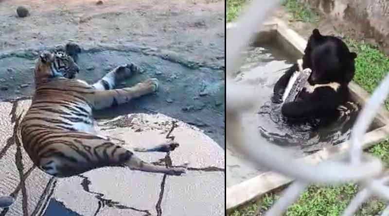 কেউ মজেছে বরফে, কারও ঠিকানা কৃত্রিম চৌবাচ্চা, গরমে অস্থির বেঙ্গল সাফারি পার্কের বাঘ-ভাল্লুকরাও