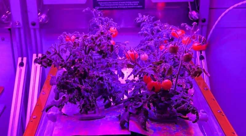 Tomatoes grown in International Space Station, carried to the Earth on Dragon spacecraft | Sangbad Pratidin