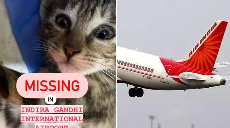 Air India Under Fire After Passenger lost his Pet Cat at Delhi Airport | Sangbad Pratidin