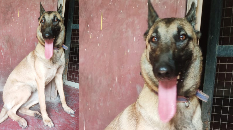 Belgian Malinois will be included in Kolkata Police dog squad | Sangbad Pratidin