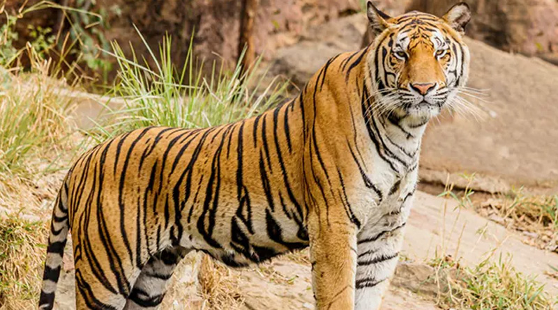 Tiger panic at Murshidabad | Sangbad Pratidin