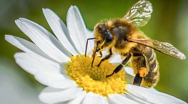 Bee helps farmer for pollination । Sangbad Pratidin