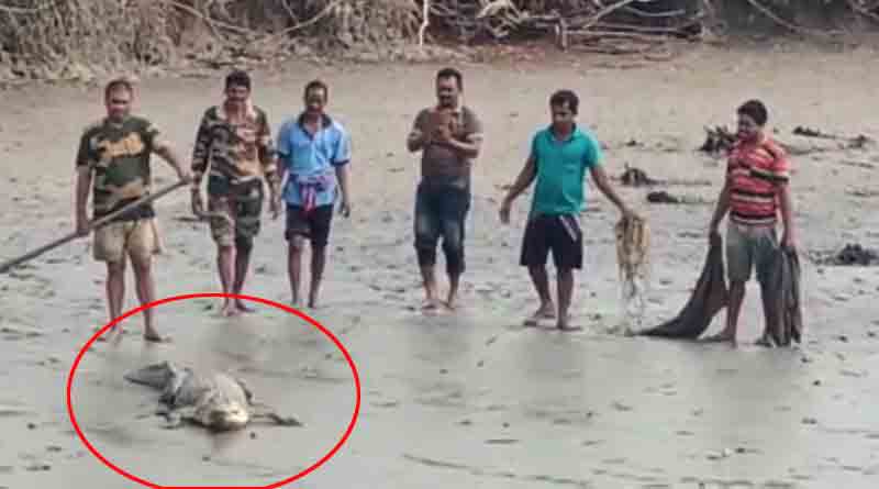 10 feet long crocodile found at pond in Raidighi | Sangbad Pratidin