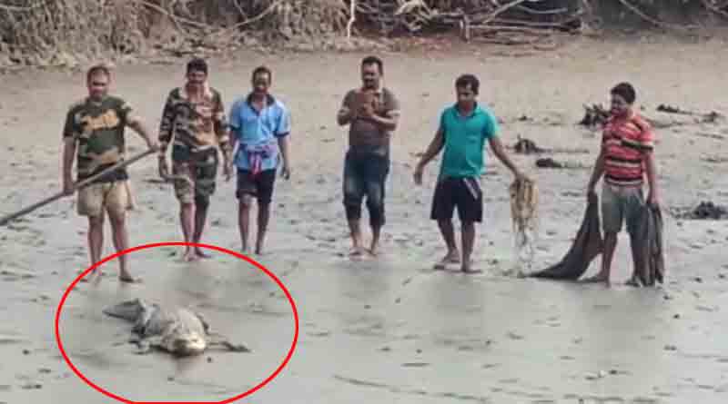 রায়দিঘির গ্রামের পুকুরে আচমকা ১০ ফুট লম্বা কুমির, আতঙ্কে কাঁটা এলাকাবাসী