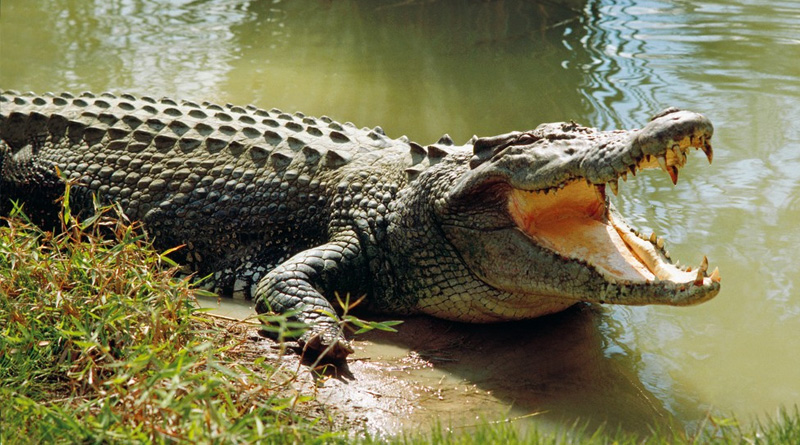 Remains Of Missing Australian Man Now Found In 2 Crocodiles | Sangbad Pratidin