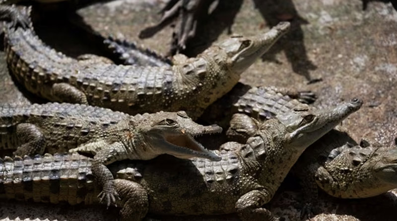 Man torn apart by 40 crocodiles after falling into enclosure | Sangbad Pratidin