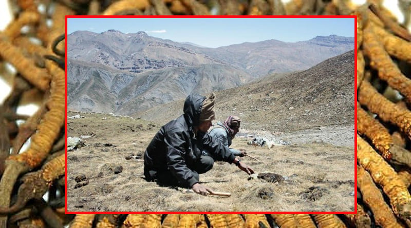 Now At Least 5 People out in Search of Himalayan Viagra Suspected to Be Missing in Avalanche in Nepal | Sangbad Pratidin