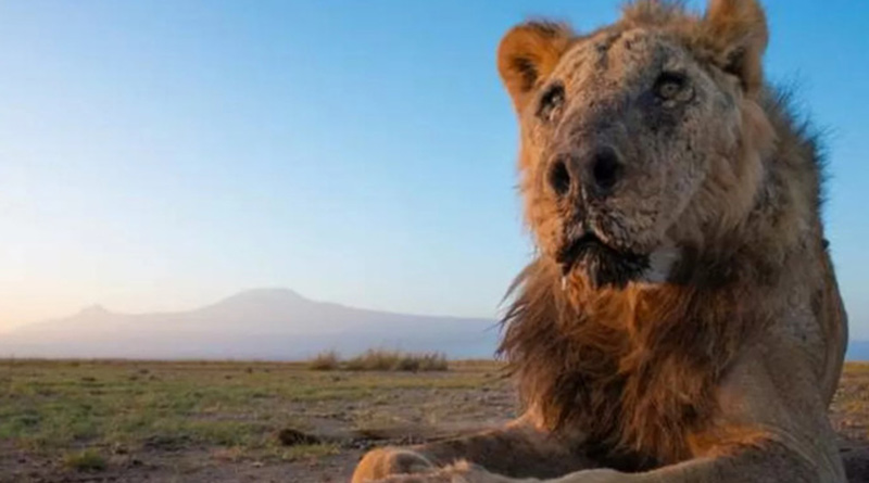 'One of the World's Oldest', lion Killed in Kenya। Sangbad Pratidin