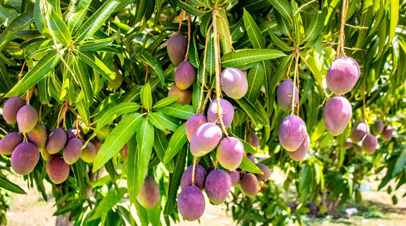 Japan Farmer Produces World's Most Expensive Mangoes At Nearly rupees 19,000 Each | Sangbad Pratidin