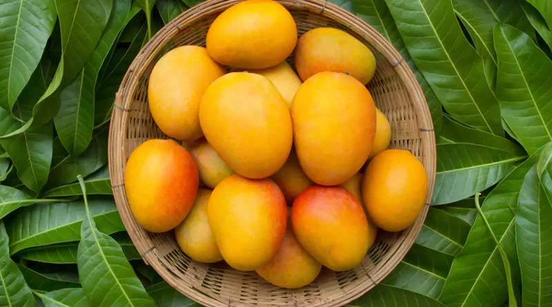 Mangoes from Maldah, East Burdwan sent to Delhi । Sangbad Pratidin