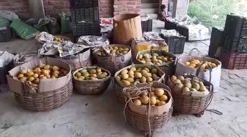 Mangoes from Hooghly exported to foreign countries via other states । Sangbad Pratidin