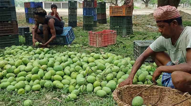 Cows are eating mangoes, farmers in trouble for not getting price । Sangbad Pratidin