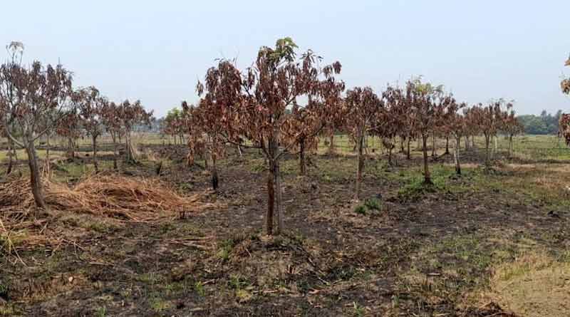 রাতের অন্ধকারে পুড়ল কয়েকশো আমগাছ, জমি দখলের চেষ্টায় আগুন? উঠছে প্রশ্ন