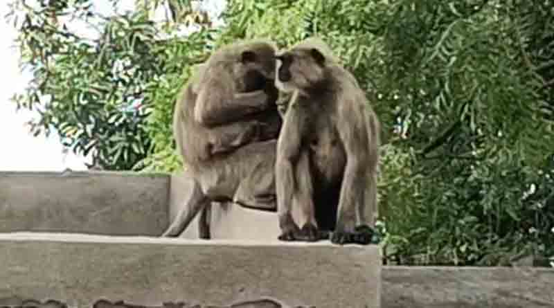 Mother monkey dies in accident, baby cries beside body in Durgapur | Sangbad Pratidin